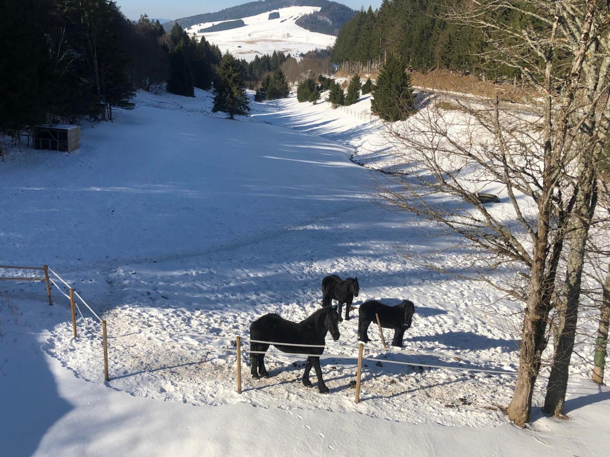 Waldhotel Auerhahn "Hochkopfhaus" Todtnau Εξωτερικό φωτογραφία